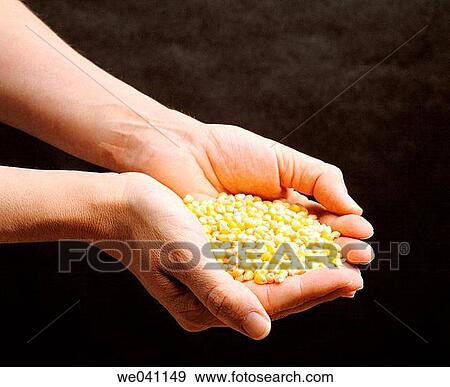 Stock Photo - Corn. Fotosearch