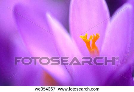 Crocus blossoms (Crocus napolitanus). Husum, Schleswig-Holstein, Germany View Large Photo Image Stock Photo - Crocus blossoms (Crocus napolitanus). Husum, Schleswig-Holstein, Germany. Fotosearch