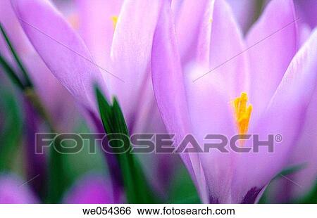 Crocus blossoms (Crocus napolitanus). Husum, Schleswig-Holstein, Germany View Large Photo Image Stock Photograph - Crocus blossoms (Crocus napolitanus). Husum, Schleswig-Holstein, Germany. Fotosearch