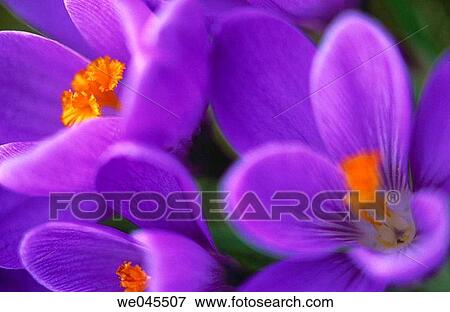 Crocus (Crocus sp. ) View Large Photo Image Stock Photo - Crocus (Crocus sp. ). Fotosearch