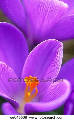 Crocus (Crocus sp. ) View Large Photo Image Stock Photo - Crocus (Crocus sp. ). Fotosearch