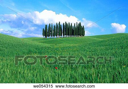 Cypress group in rape field. Tuscany, Italy View Large Photo Image Stock Photography - Cypress group in rape field. Tuscany, Italy. Fotosearch
