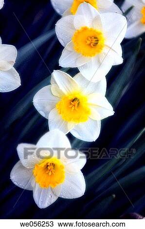 Daffodil Flower Trio. (Narcissus hybrid) 2006. Maryland, USA. View Large Photo Image Stock Image - Daffodil Flower Trio. (Narcissus hybrid) 2006. Maryland, USA.. Fotosearch