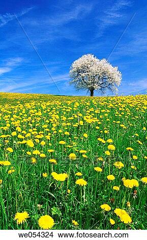 Dandelion meadow with cherry tree in blossom. Canton of Zug, Switzerland View Large Photo Image Picture - Dandelion meadow with cherry tree in blossom. Canton of Zug, Switzerland. Fotosearch