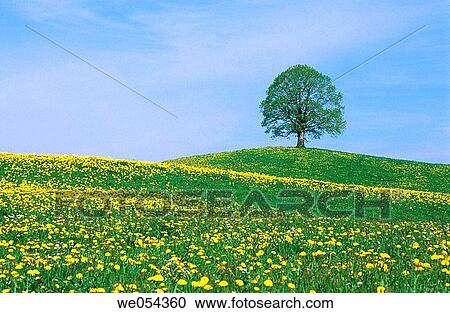 Dandelion meadow with lime tree. Canton of Zug, Switzerland View Large Photo Image Stock Image - Dandelion meadow with lime tree. Canton of Zug, Switzerland. Fotosearch