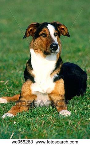 Dog View Large Photo Image Stock Image - Dog. Fotosearch