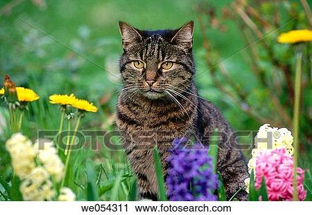Domestic cat View Large Photo Image Stock Image - Domestic cat. Fotosearch
