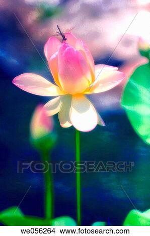 Dragonfly on Pink Lotus Flower (Nelumbo nucifera, Nelumbo pentapetala). July 2006. Maryland, USA. View Large Photo Image Picture - Dragonfly on Pink Lotus Flower (Nelumbo nucifera, Nelumbo pentapetala). July 2006. Maryland, USA.. Fotosearch