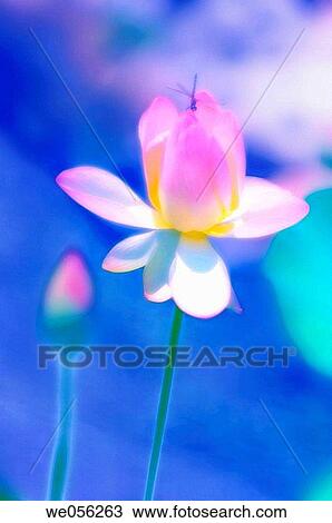 Dragonfly on Pink Lotus Flower (Nelumbo nucifera, Nelumbo pentapetala). Maryland, USA. View Large Photo Image Stock Image - Dragonfly on Pink Lotus Flower (Nelumbo nucifera, Nelumbo pentapetala). Maryland, USA.. Fotosearch