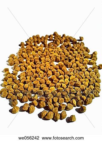 Dry Gram Cicer Arietinum Gram or channa dahl is a member of the chick pea family and is not a grain It mills into a fine yellow flour which is a rich, natural, and gluten free It is a good source of protein and dietary fibre Pune, Maharashtra, India View Large Photo Image Stock Image - Dry Gram Cicer Arietinum Gram or channa dahl is a member of the chick pea family and is not a grain It mills into a fine yellow flour which is a rich, natural, and gluten free It is a good source of protein and dietary fibre Pune, Maharashtra, India. Fotosearch