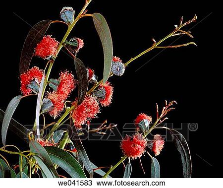Eucalyptus View Large Photo Image Stock Image - Eucalyptus. Fotosearch