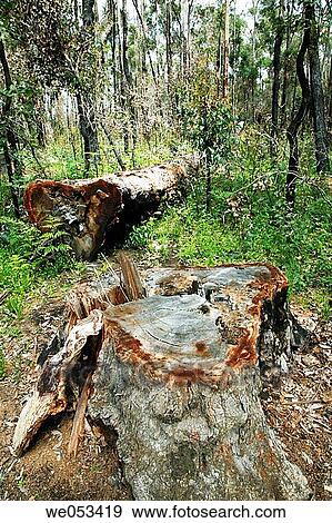 Fallen log of Jarrah, (Eucalyptus marginata), Myrtaceae, Myrtle family. This Jarrah tree is laying in the conserved area around the famous King Jarrah tree at Manjimup, Southern Forests in Western Australia (WA) View Large Photo Image Stock Photo - Fallen log of Jarrah, (Eucalyptus marginata), Myrtaceae, Myrtle family. This Jarrah tree is laying in the conserved area around the famous King Jarrah tree at Manjimup, Southern Forests in Western Australia (WA). Fotosearch