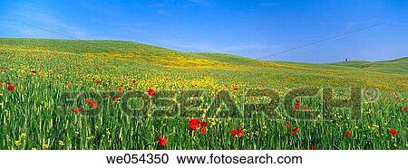 Field with poppies and rape. Val d? Orcia, Tuscany, Italy View Large Photo Image Stock Image - Field with poppies and rape. Val d? Orcia, Tuscany, Italy. Fotosearch