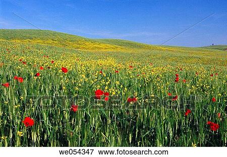 Field with poppies and rape. Val d? Orcia, Tuscany, Italy View Large Photo Image Stock Photo - Field with poppies and rape. Val d? Orcia, Tuscany, Italy. Fotosearch