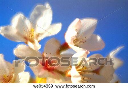 Flowers, Berchtesgadener Alpen National Park. Bavaria, Germany View Large Photo Image Stock Photo - Flowers, Berchtesgadener Alpen National Park. Bavaria, Germany. Fotosearch