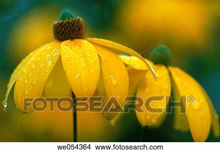 Flowers (Rudbeckia sp. ) View Large Photo Image Picture - Flowers (Rudbeckia sp. ). Fotosearch