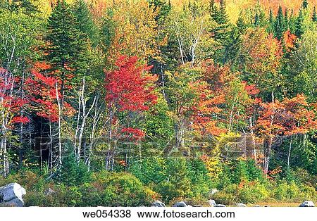 Forest in autumn. New Hampshire, USA View Large Photo Image Stock Photo - Forest in autumn. New Hampshire, USA. Fotosearch