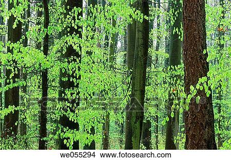 Forest in spring. Bavaria. Germany View Large Photo Image Picture - Forest in spring. Bavaria. Germany. Fotosearch
