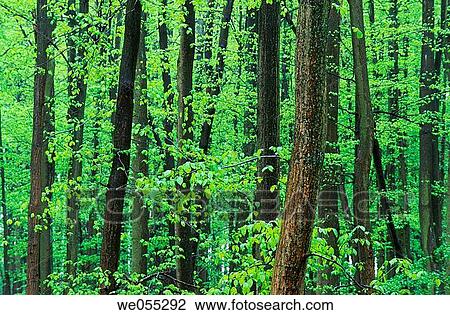 Forest in spring. Bavaria. Germany View Large Photo Image Stock Image - Forest in spring. Bavaria. Germany. Fotosearch