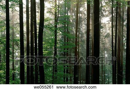 Forest in spring. Spessart, Bavaria. Germany. View Large Photo Image Stock Image - Forest in spring. Spessart, Bavaria. Germany.. Fotosearch
