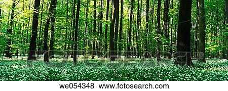 Forest in spring View Large Photo Image Stock Photo - Forest in spring. Fotosearch