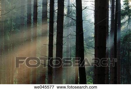 Forest in spring with fog and light. Bavaria, Germany View Large Photo Image Stock Photo - Forest in spring with fog and light. Bavaria, Germany. Fotosearch