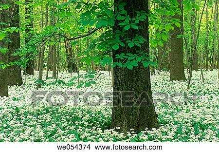 Forest in spring with ramsons. Saxony, Germany View Large Photo Image Picture - Forest in spring with ramsons. Saxony, Germany. Fotosearch