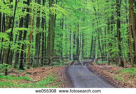 Forest in spring with track. Bavaria. Germany. View Large Photo Image Stock Photo - Forest in spring with track. Bavaria. Germany.. Fotosearch