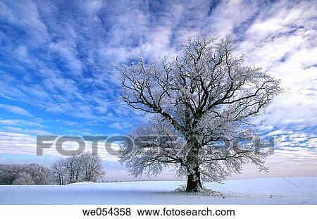 Frosted oak tree. Mecklenburg-Western Pomerania, Germany View Large Photo Image Stock Photo - Frosted oak tree. Mecklenburg-Western Pomerania, Germany. Fotosearch