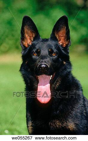 German Shepherd Dog View Large Photo Image Stock Photo - German Shepherd Dog. Fotosearch