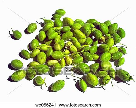 Gram Cicer Arietinum Gram or channa dahl is a member of the chick pea family and is not a grain It mills into a fine yellow flour which is a rich, natural, and gluten free It is a good source of protein and dietary fibre Pune, Maharashtra, India View Large Photo Image Stock Image - Gram Cicer Arietinum Gram or channa dahl is a member of the chick pea family and is not a grain It mills into a fine yellow flour which is a rich, natural, and gluten free It is a good source of protein and dietary fibre Pune, Maharashtra, India. Fotosearch