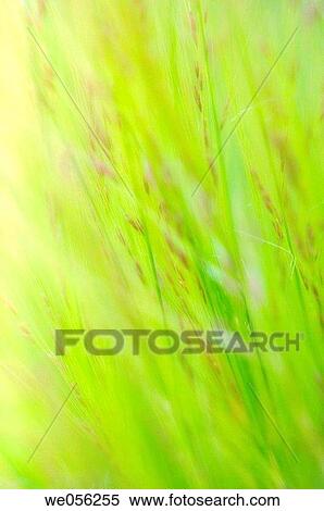 Grass Background. May 2006. Maryland, USA. View Large Photo Image Stock Photography - Grass Background. May 2006. Maryland, USA.. Fotosearch