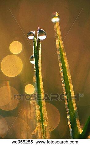 Grass with dew. Bavaria, Germany. View Large Photo Image Stock Photography - Grass with dew. Bavaria, Germany.. Fotosearch