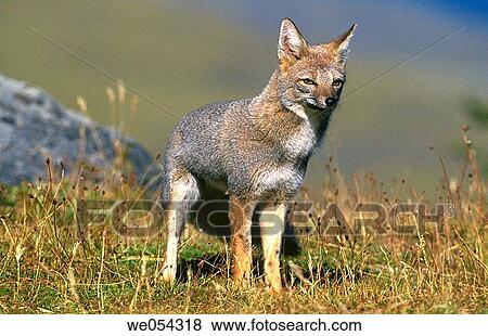 Gray Fox (Dusicyon griseus), Torres del Paine National Park. Patagonia, Chile View Large Photo Image Stock Photo - Gray Fox (Dusicyon griseus), Torres del Paine National Park. Patagonia, Chile. Fotosearch
