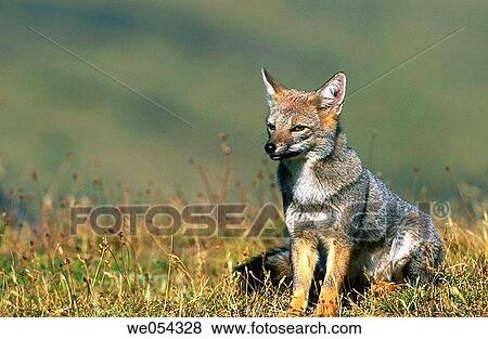 Gray Fox (Dusicyon griseus), Torres del Paine National Park. Patagonia, Chile View Large Photo Image Stock Photo - Gray Fox (Dusicyon griseus), Torres del Paine National Park. Patagonia, Chile. Fotosearch