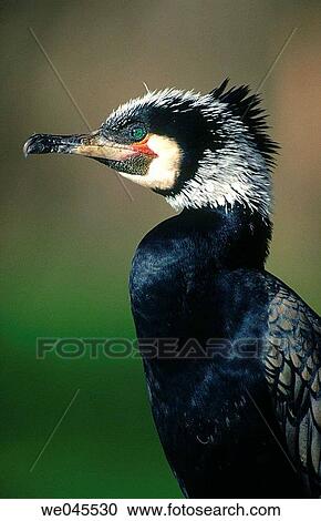Great Cormorant (Phalacrocorax carbo), captive View Large Photo Image Stock Image - Great Cormorant (Phalacrocorax carbo), captive. Fotosearch