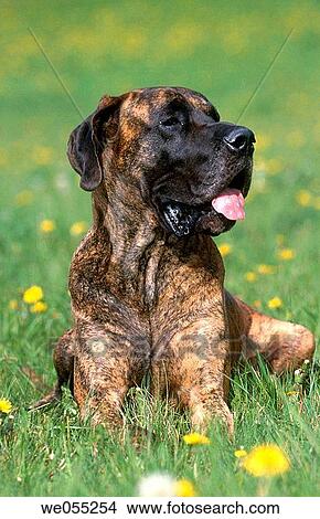 Great Dane dog. View Large Photo Image Picture - Great Dane dog.. Fotosearch