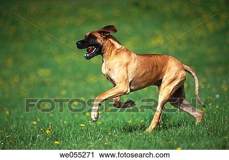 Great Dane dog. View Large Photo Image Stock Image - Great Dane dog.. Fotosearch