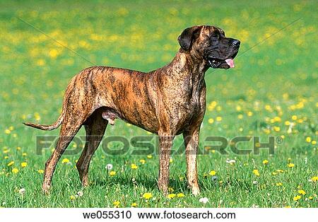 Stock Image - Great Dane dog. Fotosearch