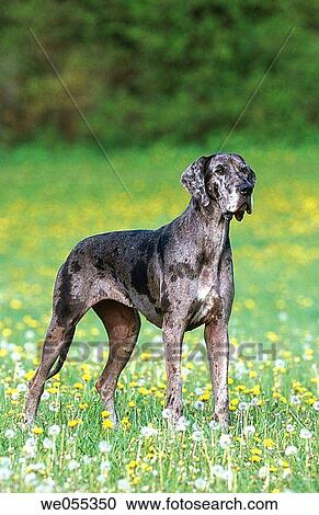 Great Dane dog View Large Photo Image Stock Image - Great Dane dog. Fotosearch