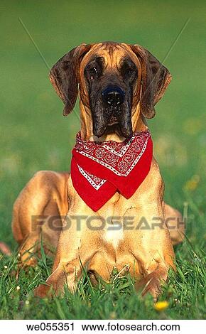 Great Dane dog View Large Photo Image Stock Image - Great Dane dog. Fotosearch