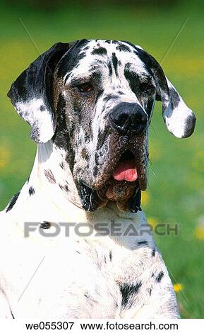 Stock Photo - Great Dane dog. Fotosearch
