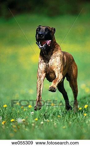 Great Dane dog View Large Photo Image Stock Photo - Great Dane dog. Fotosearch