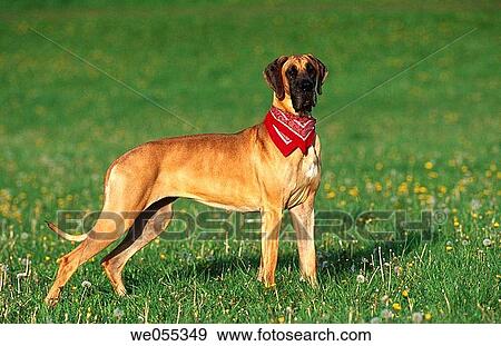 Great Dane dog View Large Photo Image Stock Photo - Great Dane dog. Fotosearch