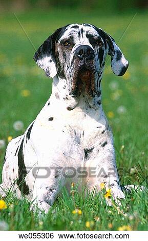 Great Dane dog View Large Photo Image Stock Photograph - Great Dane dog. Fotosearch