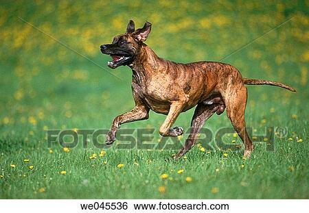 Great Dane View Large Photo Image Stock Photograph - Great Dane. Fotosearch
