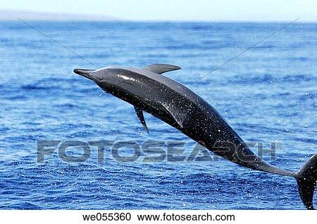 Hawaiian spinner dolphin Stenella longirostris leaping in the AuAu Channel off the coast of Maui, Hawaii, USA Pacific Ocean View Large Photo Image Stock Image - Hawaiian spinner dolphin Stenella longirostris leaping in the AuAu Channel off the coast of Maui, Hawaii, USA Pacific Ocean. Fotosearch