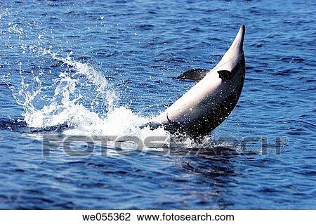 Hawaiian spinner dolphin Stenella longirostris leaping in the AuAu Channel off the coast of Maui, Hawaii, USA Pacific Ocean View Large Photo Image Stock Image - Hawaiian spinner dolphin Stenella longirostris leaping in the AuAu Channel off the coast of Maui, Hawaii, USA Pacific Ocean. Fotosearch