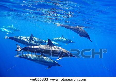 Hawaiian spinner dolphin Stenella longirostris underwater in the AuAu Channel off the coast of Maui, Hawaii, USA Pacific Ocean View Large Photo Image Stock Image - Hawaiian spinner dolphin Stenella longirostris underwater in the AuAu Channel off the coast of Maui, Hawaii, USA Pacific Ocean. Fotosearch