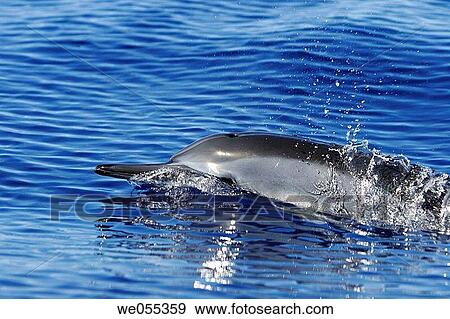 Hawaiian spinner dolphin Stenella longirostris traveling in the AuAu Channel off the coast of Maui, Hawaii, USA Pacific Ocean View Large Photo Image Stock Photo - Hawaiian spinner dolphin Stenella longirostris traveling in the AuAu Channel off the coast of Maui, Hawaii, USA Pacific Ocean. Fotosearch
